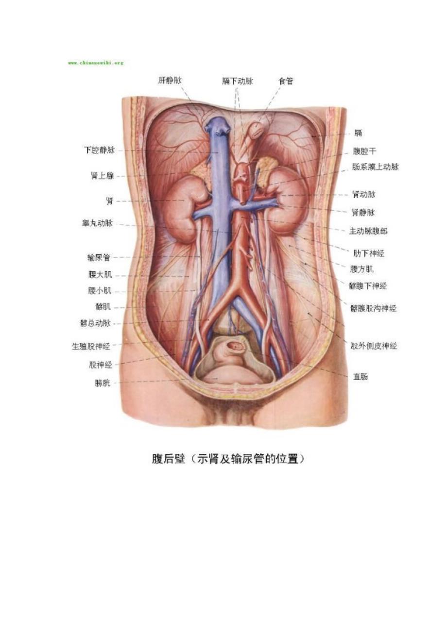人体内脏位置分布示意图_第3页