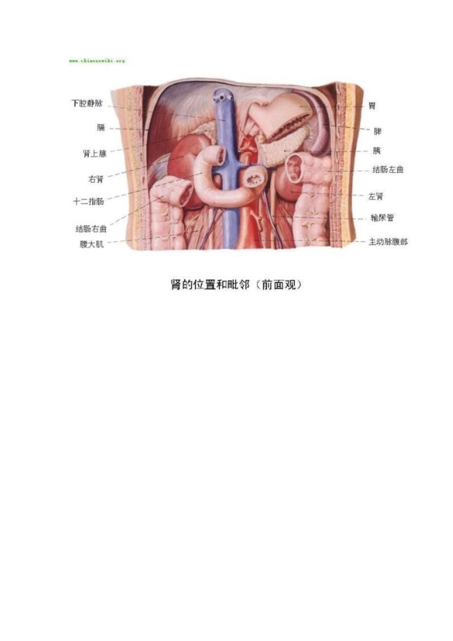 人体内脏位置分布示意图_第5页