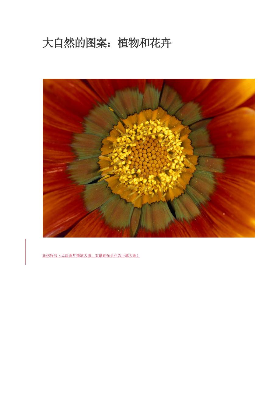 大自然的图案：植物和花卉图片精选_第1页