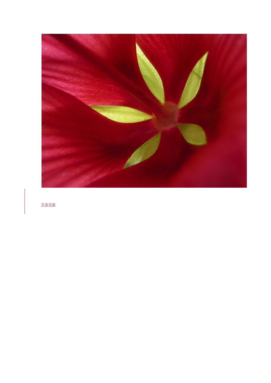 大自然的图案：植物和花卉图片精选_第2页