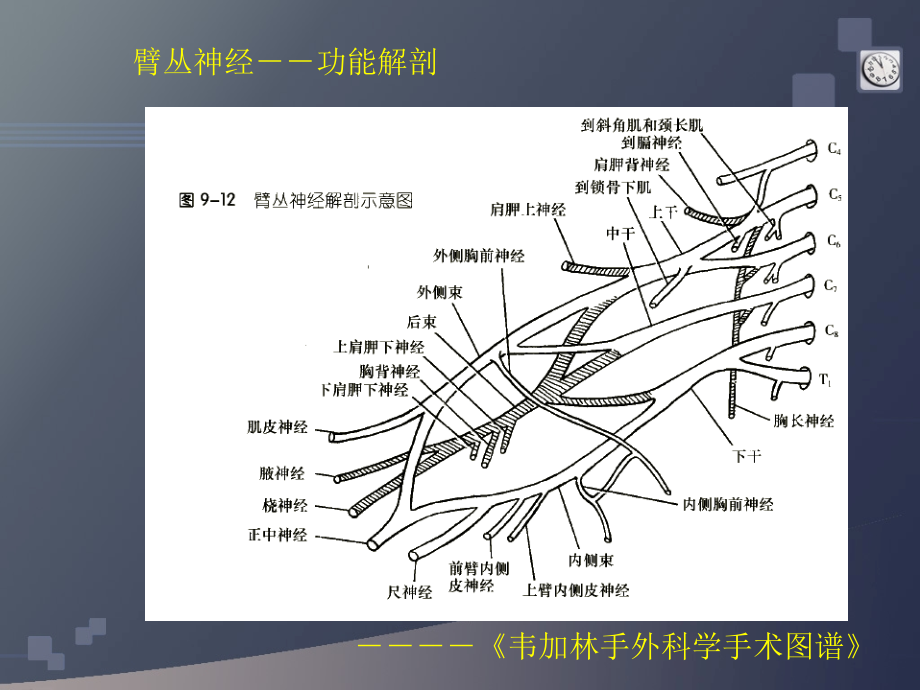 臂丛神经损伤诊断课件_第2页