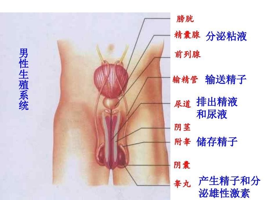 课件：青少年生殖健康讲座_第5页