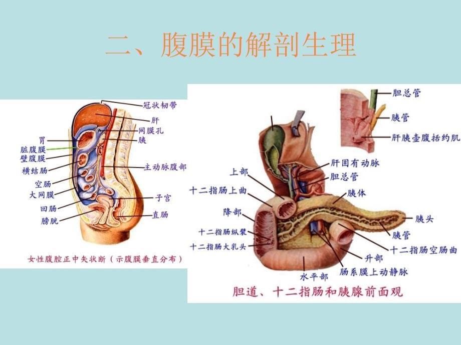 课件：外科学重症胰腺炎_第5页