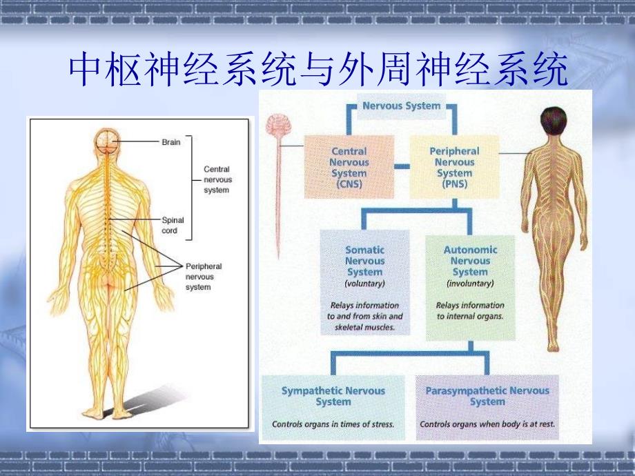 课件：神经毒理学基本知识及实验方法_第3页