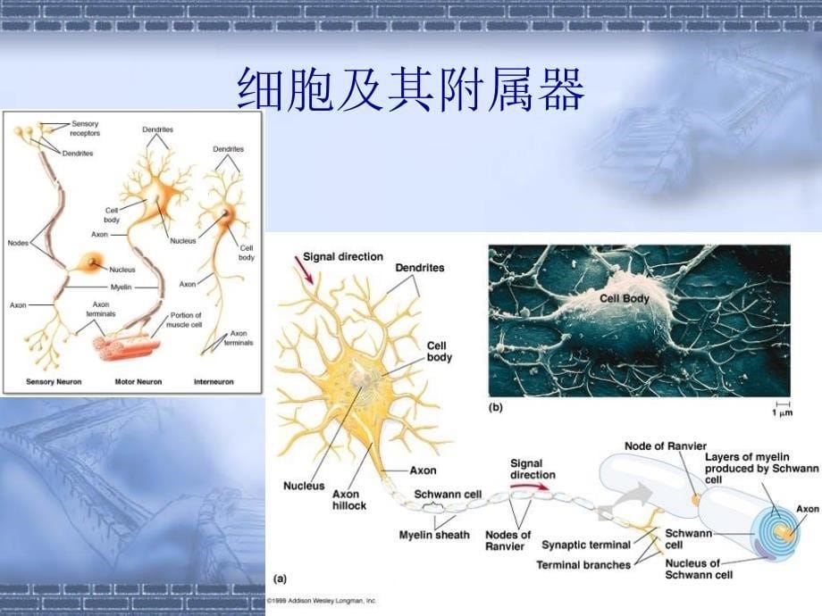 课件：神经毒理学基本知识及实验方法_第5页