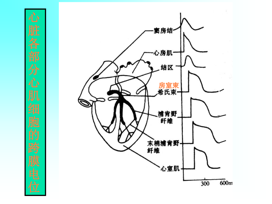 课件：血液循环生物电_第4页