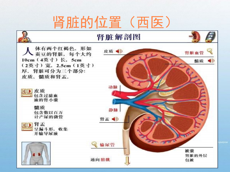 课件：先天之本肾_第3页