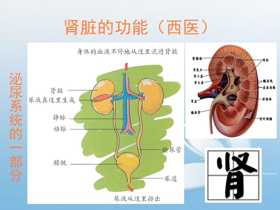 课件：先天之本肾_第4页