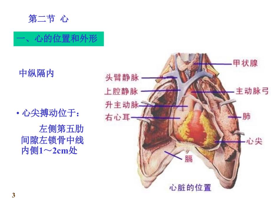 课件：心血管系统心脏_第3页