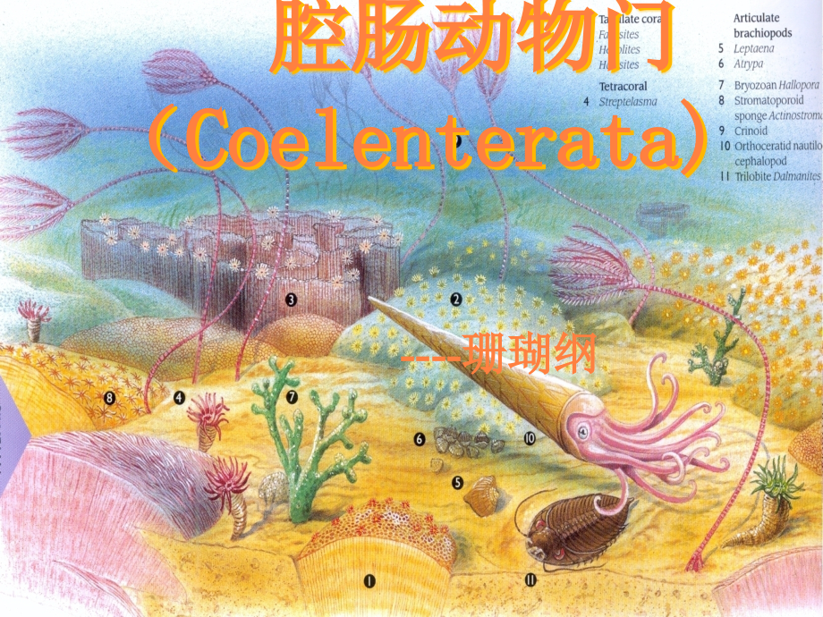 课件：腔肠动物珊瑚纲jh_第1页