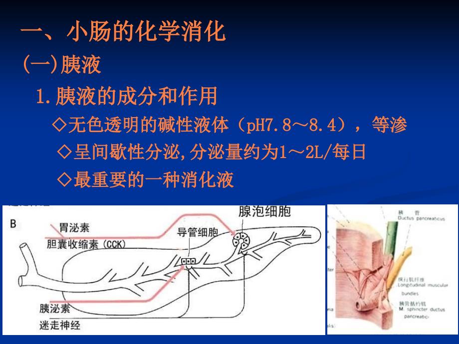 课件：消化与吸收肠_第2页