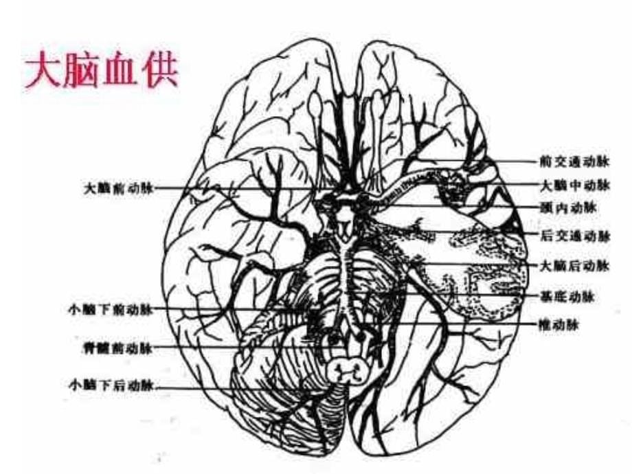 课件：神经系统核医学_第5页