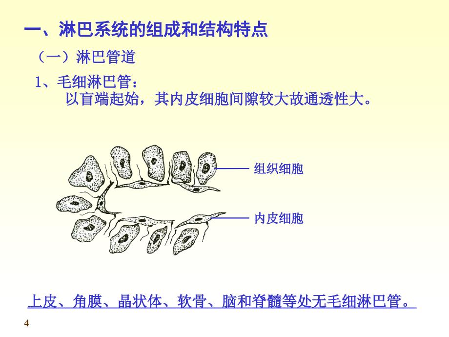 课件：系统解剖学淋巴_第4页