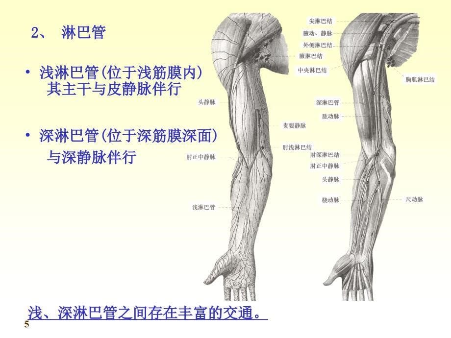 课件：系统解剖学淋巴_第5页