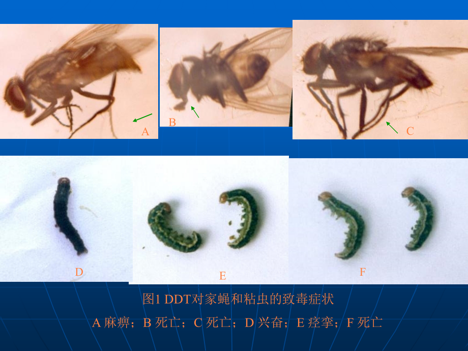 课件：杀虫药剂的症状学_第3页