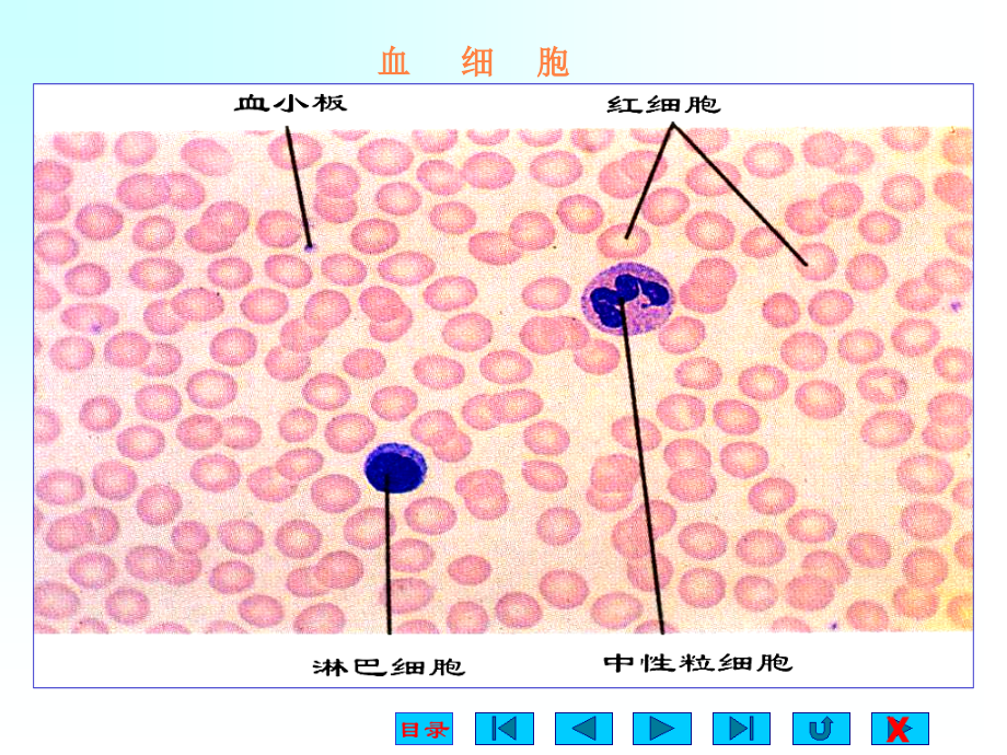 课件：血液的特性与生理功能_第3页