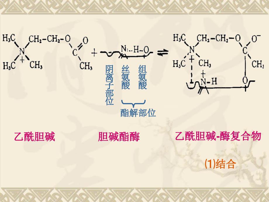 课件：药理学第2版08抗胆碱酶药_第2页