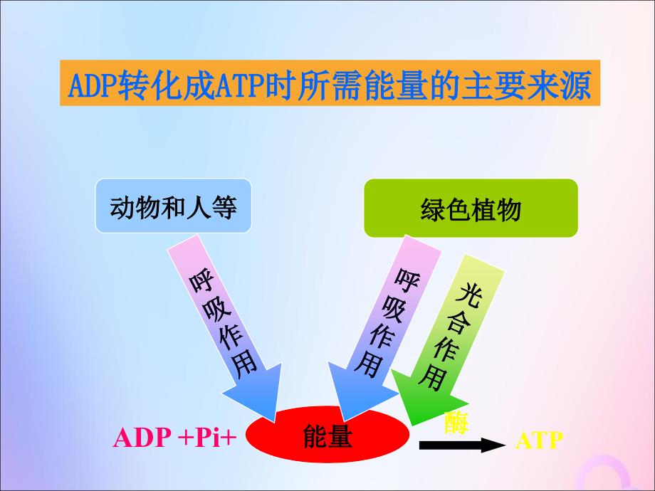 四川省成都市高中生物 第五章 细胞的能量供应和利用 5.3 atp的主要来源——细胞呼吸课件 新人教版必修1_第2页