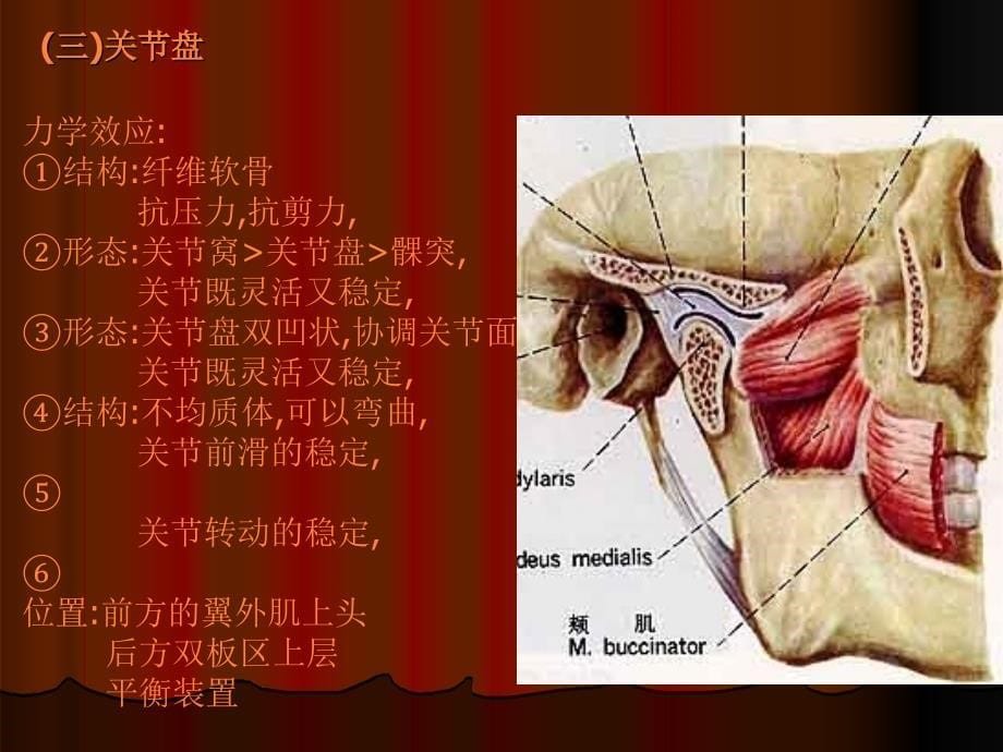 课件：神经分布_第5页