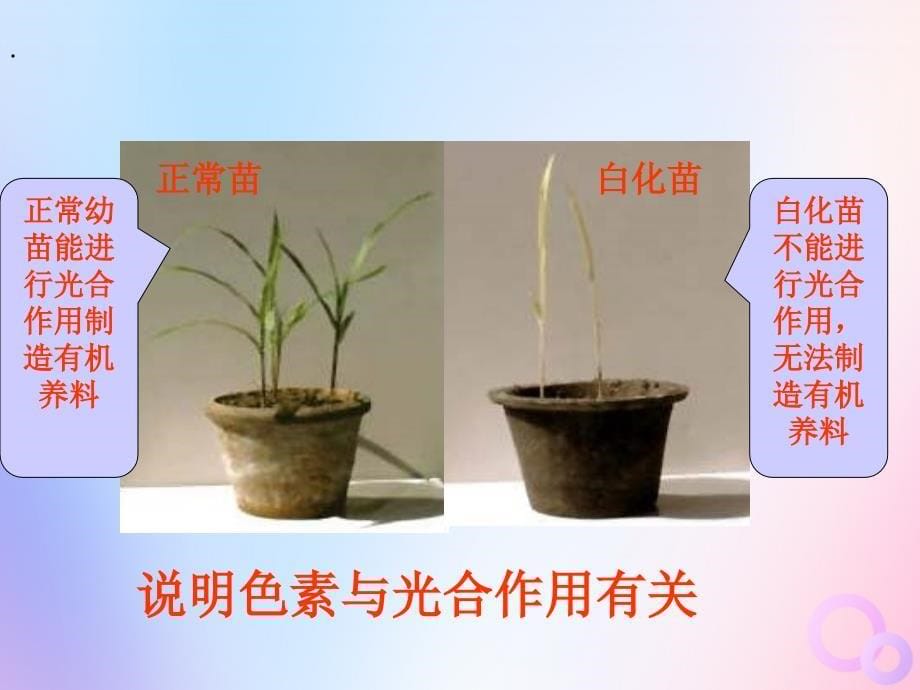 四川省成都市高中生物 第五章 细胞的能量供应和利用 5.4.1 捕获光能的色素和结构课件 新人教版必修1_第5页