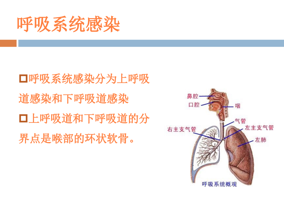 课件：社区获得性肺炎(ca)严重度评价及抗生素的使用_第3页