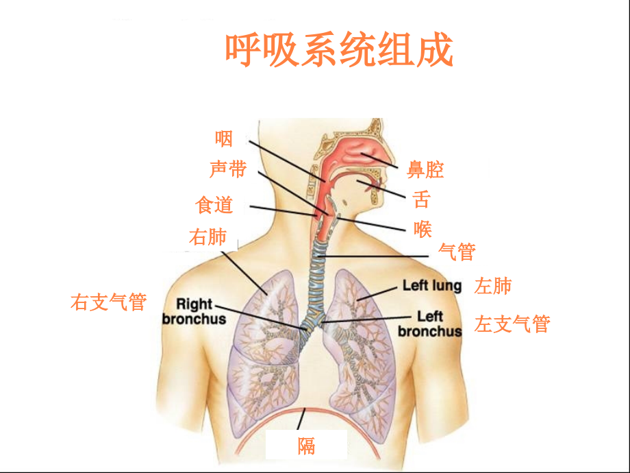 课件：社区获得性肺炎(ca)严重度评价及抗生素的使用_第4页