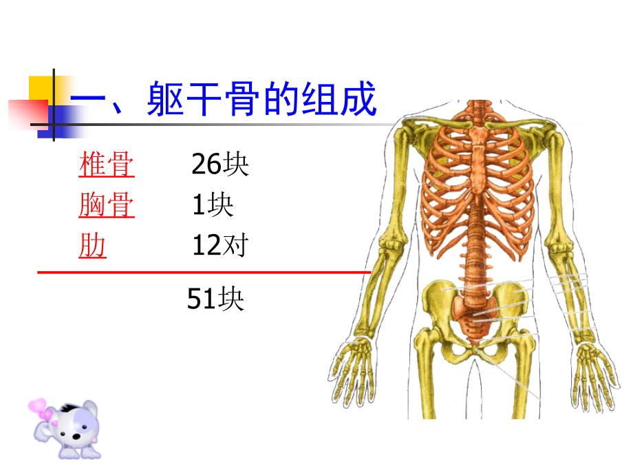 课件：项目2：躯干骨及其骨性体表标志_第4页