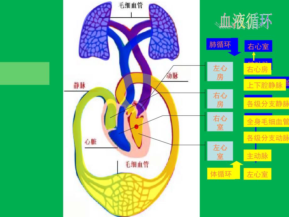 课件：输血和血型_第1页