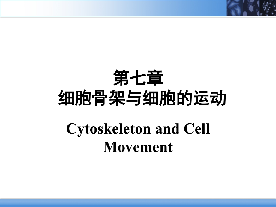 课件：细胞骨架与细胞的运动_第2页