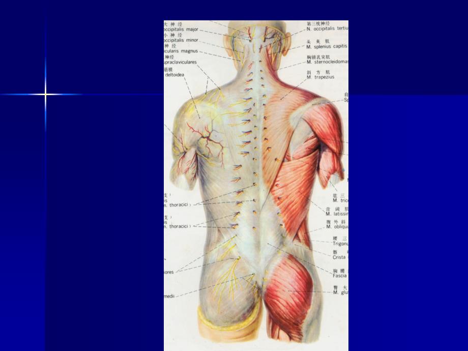 课件：项背部肌肉应用解剖_第3页