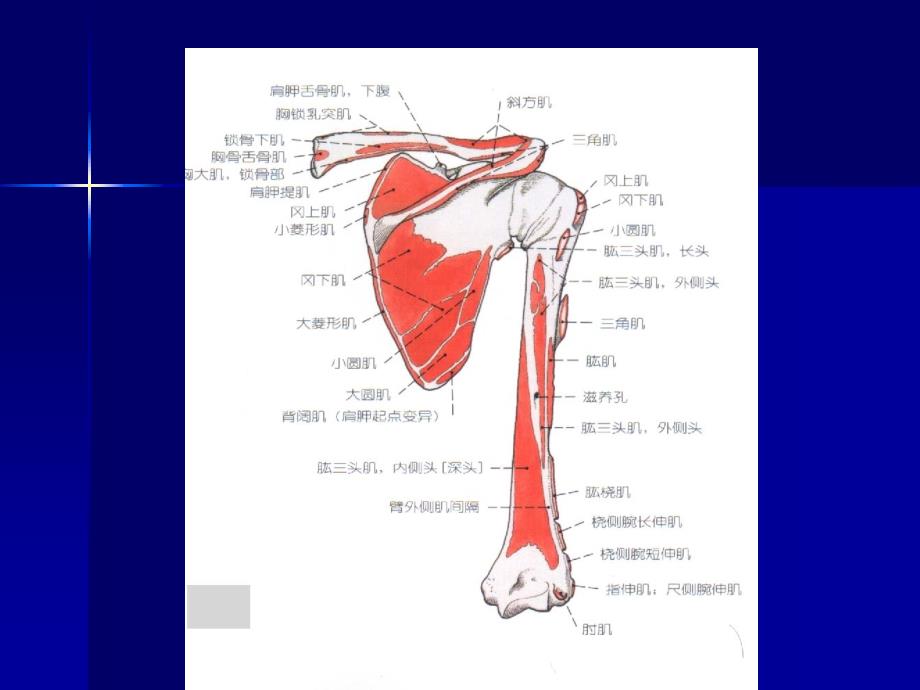 课件：项背部肌肉应用解剖_第4页