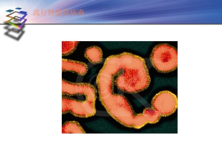 课件：上册科学病毒_第5页