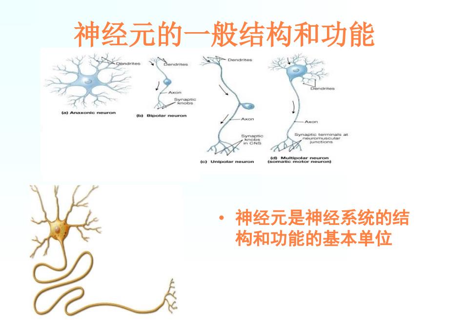 课件：神经系统的功能 (2)_第3页