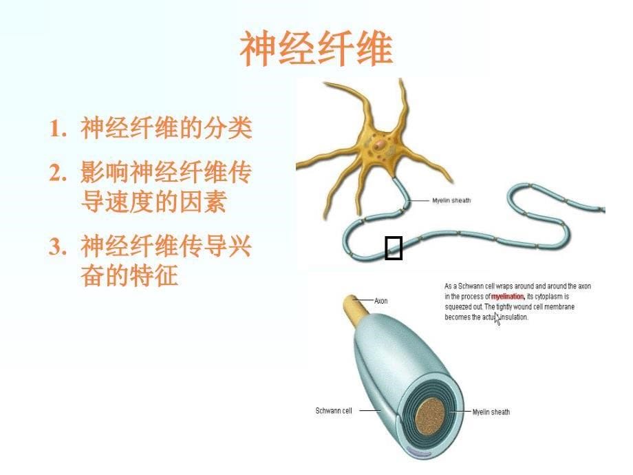 课件：神经系统的功能 (2)_第5页