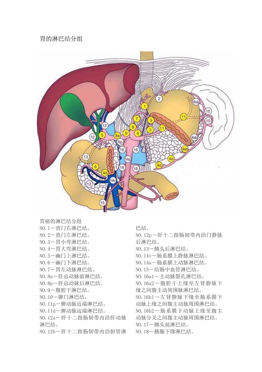 胃的淋巴结分组配置彩图一目了然.doc_第1页