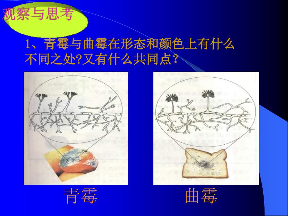 1. 1 真菌 课件（鲁科版七年级上册）.ppt_第4页