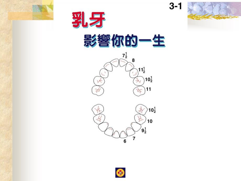 【幼儿园健康教育课件】牙齿的构造与功能_第2页