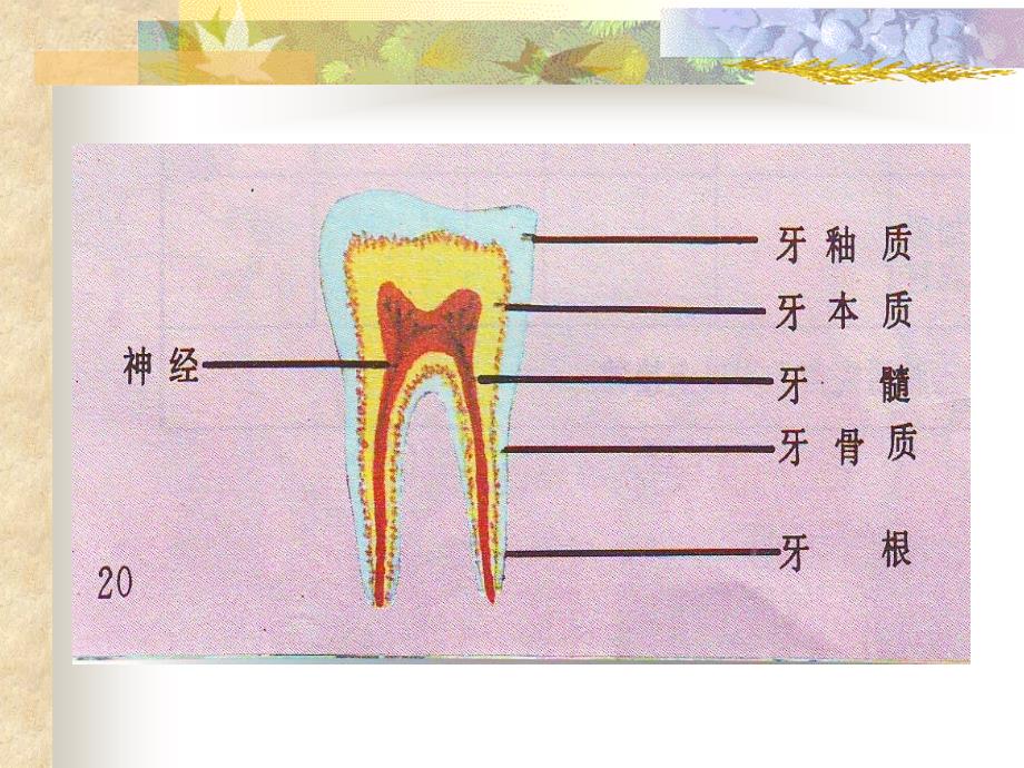 【幼儿园健康教育课件】牙齿的构造与功能_第3页