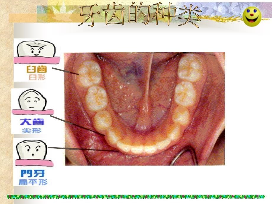 【幼儿园健康教育课件】牙齿的构造与功能_第5页