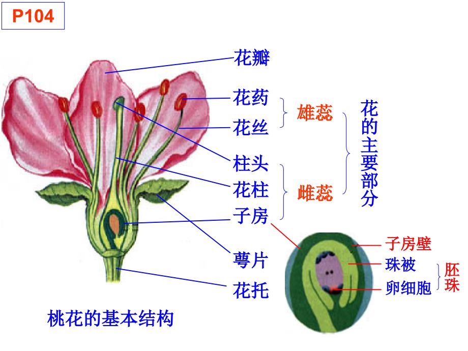 1.1 植物的生殖 课件（人教版八年级下）.ppt_第2页