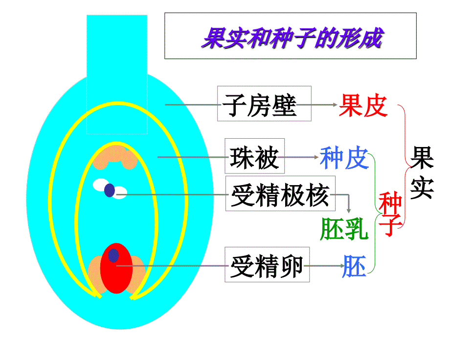 1.1 植物的生殖 课件（人教版八年级下）.ppt_第4页