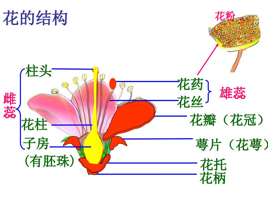 1.1 花的结构和类型 课件（济南教版八年级上）.ppt_第2页