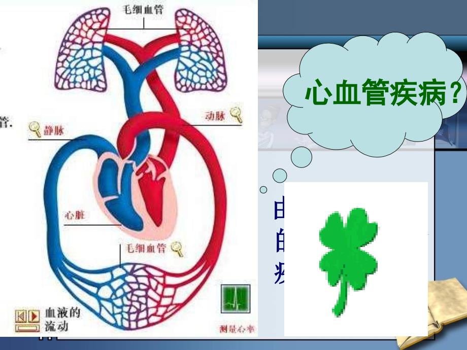 1. 2 关注心血管健康 课件（鲁科版七年级下）.ppt_第4页