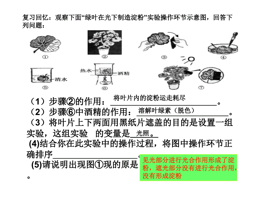 1. 2 绿色植物的光合作用 课件（鲁科版七年级上）.ppt_第2页