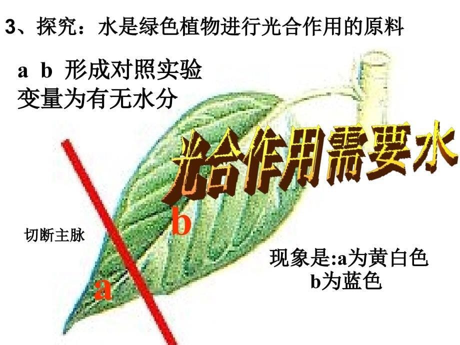 1. 2 绿色植物的光合作用 课件（鲁科版七年级上）.ppt_第5页