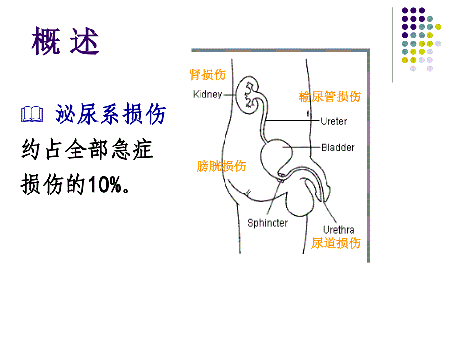 21-2泌尿系统损伤病人的护理_第2页