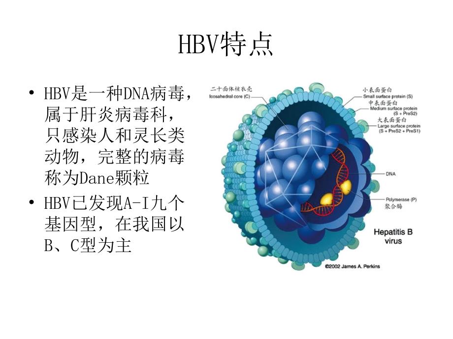 bsh乙型肝炎病毒相关性肾炎_第3页