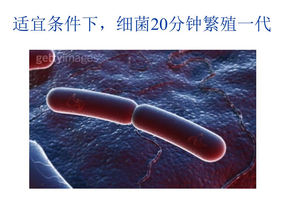 3-4-2种群数量变化_第4页