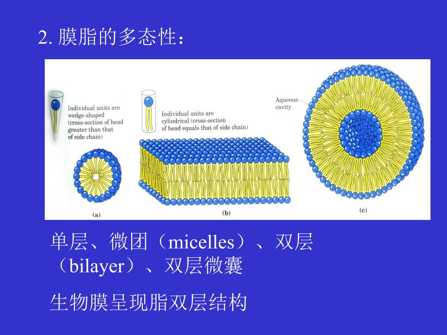 2 生物膜_第4页