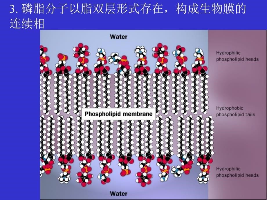 2 生物膜_第5页